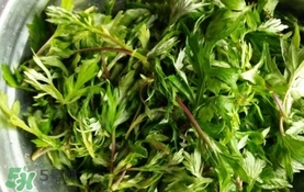 艾葉是什么植物？艾葉和艾草是一回事嗎？