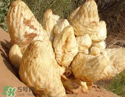 肉叢蓉怎么吃補(bǔ)腎？肉蓯蓉的食用方法
