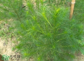 豬毛菜怎么做好吃？豬毛菜怎么吃好吃