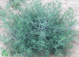 豬毛菜怎么做好吃？豬毛菜怎么吃好吃