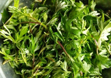 艾葉是什么植物？艾葉和艾草是一回事嗎？