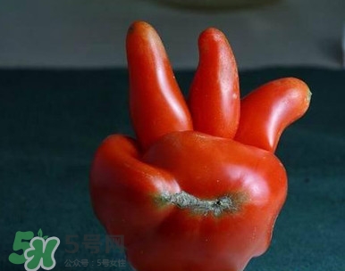 西紅柿怎么吃最有營養(yǎng)？西紅柿怎么做好吃