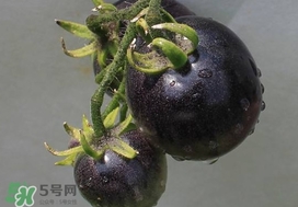 黑番茄能生吃嗎？黑番茄可以生吃嗎