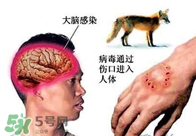 狂犬病是通過什么傳播的？狂犬病傳播途徑有哪些