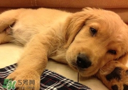 狂犬病會(huì)傳染嗎？狂犬病會(huì)學(xué)狗叫嗎