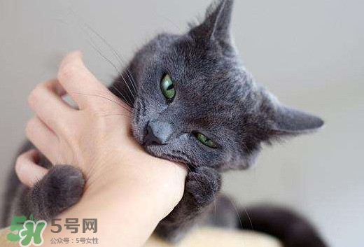 被貓抓傷會(huì)得狂犬病嗎？被貓咬了會(huì)得狂犬病嗎