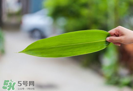 粽葉有幾種？粽葉哪種好？