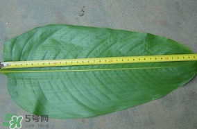 粽子葉要泡多久？粽子葉怎么泡？