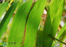 粽子葉要泡多久？粽子葉怎么泡？