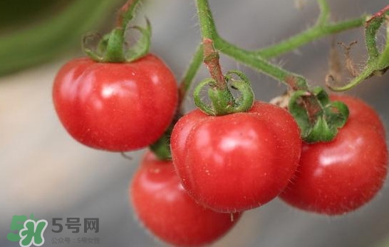 西紅柿能和土豆一起吃嗎？土豆可以和西紅柿一起吃嗎