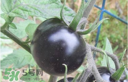 黑番茄怎么種植？黑番茄種植技術(shù)