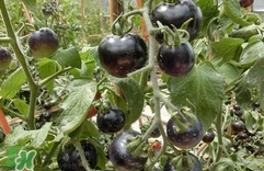 黑番茄能生吃嗎？黑番茄可以生吃嗎