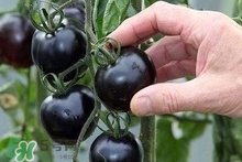 黑番茄種子哪里有賣 黑番茄多少錢一斤2022 黑番茄種子哪里有賣 黑番茄多少錢一斤2022