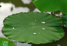 粽葉可以用什么代替？粽子葉可以用什么代替？