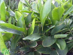 粽子葉能冷凍嗎？粽子葉放冰箱冷藏還是冷凍？