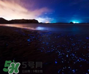 浙江多地驚現(xiàn)藍(lán)眼淚現(xiàn)象 藍(lán)眼淚是什么？