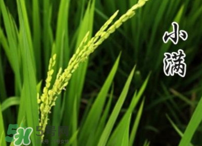 節(jié)氣小滿大滿是什么意思？24節(jié)氣為什么沒有大滿