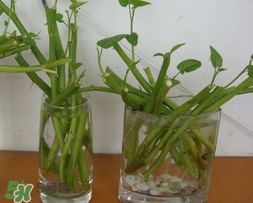 空心菜可以水養(yǎng)嗎？空心菜可以種在水里嗎