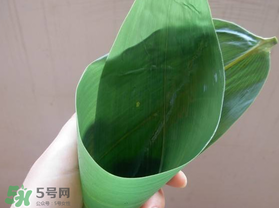 粽葉是什么植物的葉子？粽子葉是什么葉子？