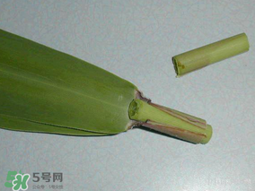 粽葉是蘆葦葉嗎？粽葉和蘆葦葉的區(qū)別