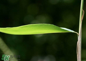 箬葉和粽葉有什么區(qū)別？箬葉是粽葉嗎？
