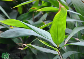 箬葉和粽葉有什么區(qū)別？箬葉是粽葉嗎？