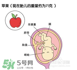 懷孕四個月需要做什么檢查？懷孕四個月胎兒圖