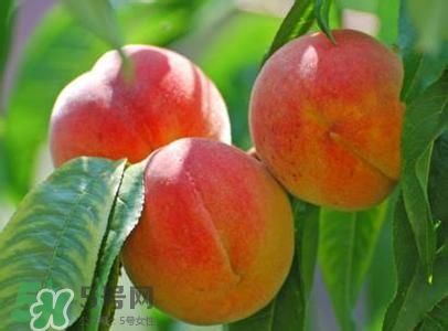 孕婦能吃桃子嗎？孕婦吃桃子對(duì)胎兒好嗎？