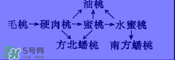 沒有毛的桃子叫什么？桃子毛為什么會(huì)癢？
