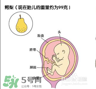 懷孕四個月需要做什么檢查？懷孕四個月胎兒圖