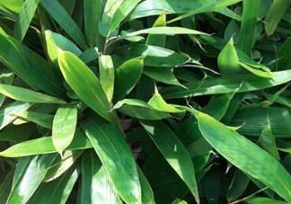 粽葉是什么植物的葉子？粽子葉是什么葉子？
