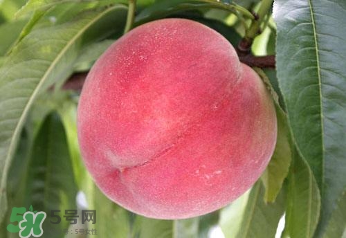 桃子的種類(lèi)有哪些？哪種桃子最好吃？