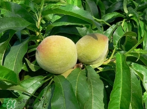 沒有毛的桃子叫什么？桃子毛為什么會(huì)癢？