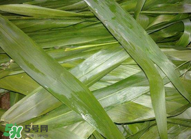 蘆葦葉包粽子之前要煮嗎？蘆葦葉煮多久？