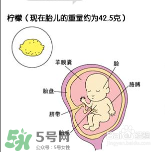 懷孕四個月需要做什么檢查？懷孕四個月胎兒圖