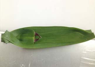 蘆葦葉怎么保存？蘆葦葉可以放冰箱嗎？