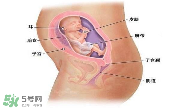 懷孕四個月需要做什么檢查？懷孕四個月胎兒圖