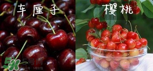 櫻桃和車厘子有什么區(qū)別？櫻桃和車厘子哪個貴？