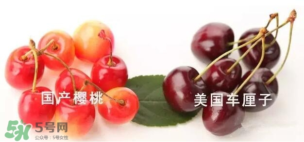 櫻桃和車厘子有什么區(qū)別？櫻桃和車厘子哪個貴？