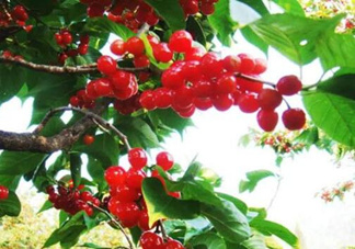 櫻桃不能和什么一起吃？吃櫻桃有5大好處