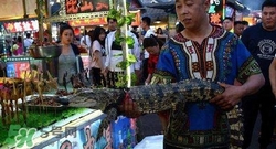 鱷魚(yú)肉價(jià)格多少錢一斤？吃鱷魚(yú)犯法嗎？