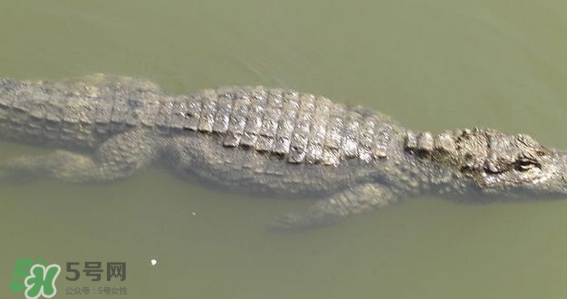 鱷魚是魚嗎？鱷魚是浮在水面上嗎？