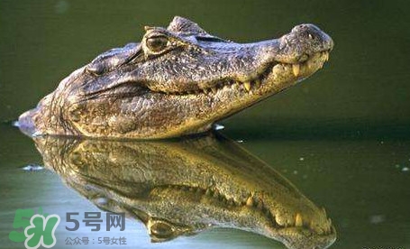 鱷魚是魚嗎？鱷魚是浮在水面上嗎？