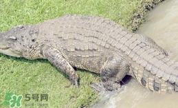 鱷魚是魚嗎？鱷魚是浮在水面上嗎？