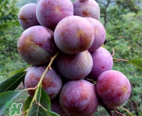 三華李可以和香蕉一起吃嗎？香蕉能和三華李一起吃嗎