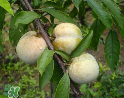 南華李什么時候成熟？南華李和三華李的區(qū)別