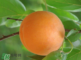 杏子不能和什么一起吃？杏子和什么不能同吃？
