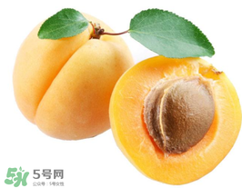 杏子幾月成熟？杏子什么時(shí)候成熟？