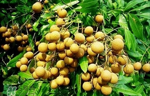 龍眼能放多久？龍眼能空腹吃嗎？