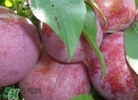 吃雙華李上火嗎？雙華李的功效與作用